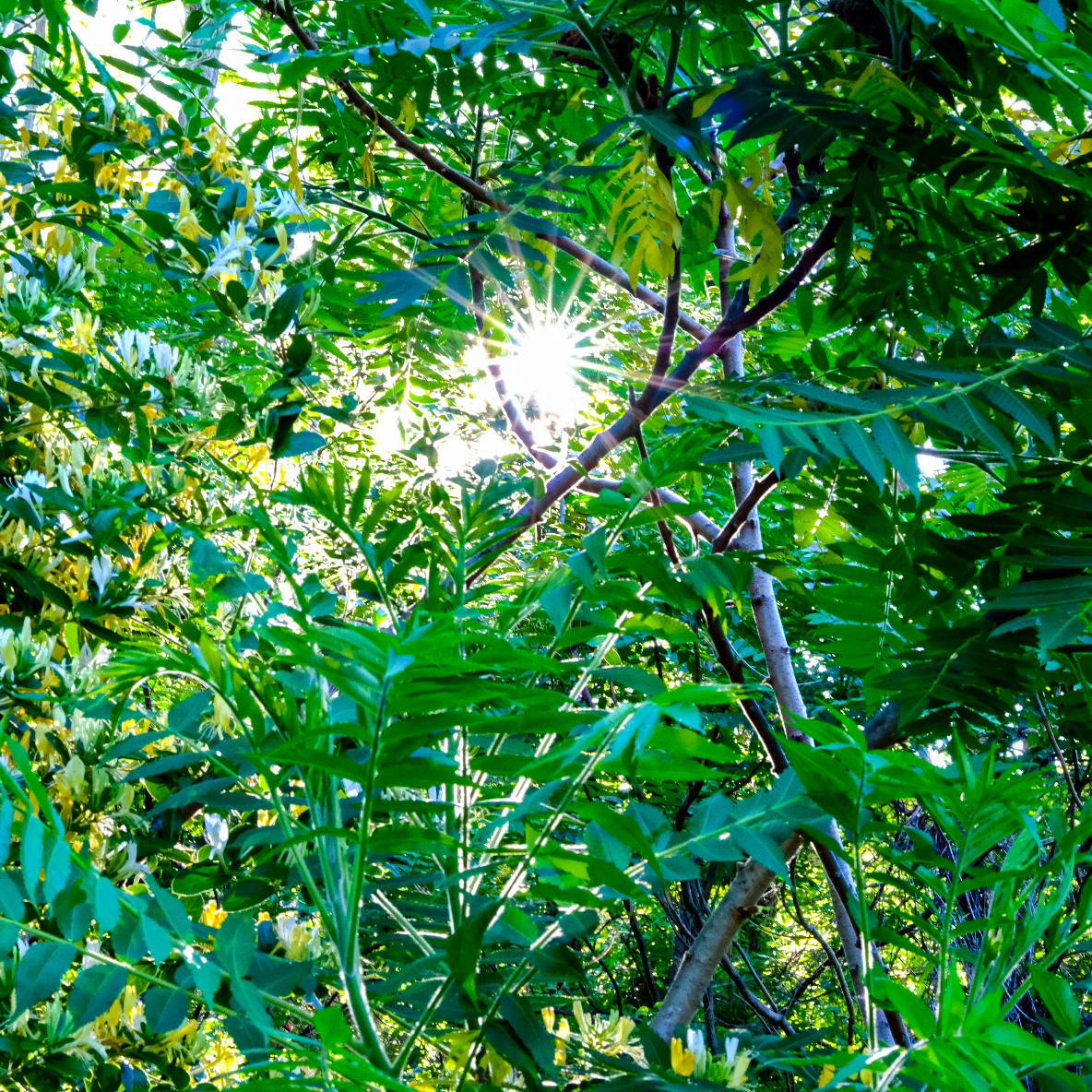 Tree of Heaven