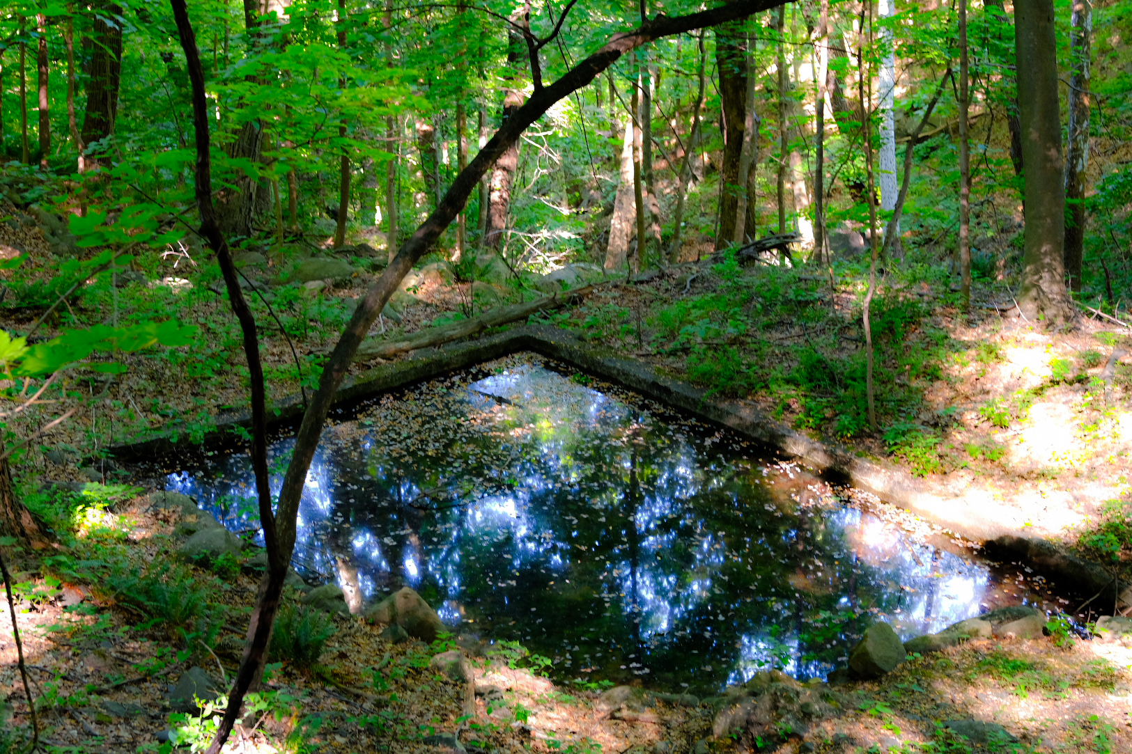 Lost pond