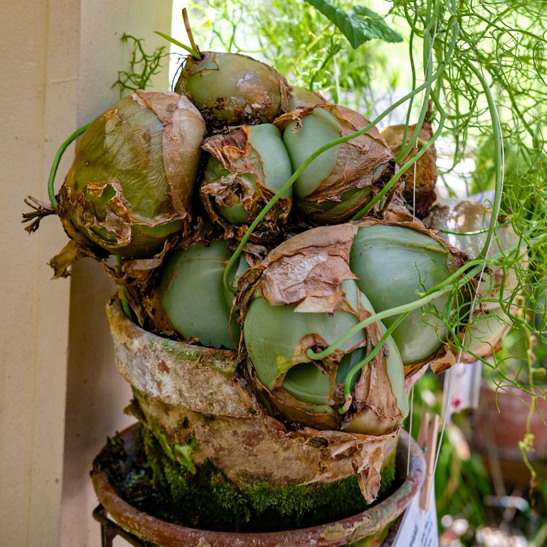 Climbing-onion (poisonous)